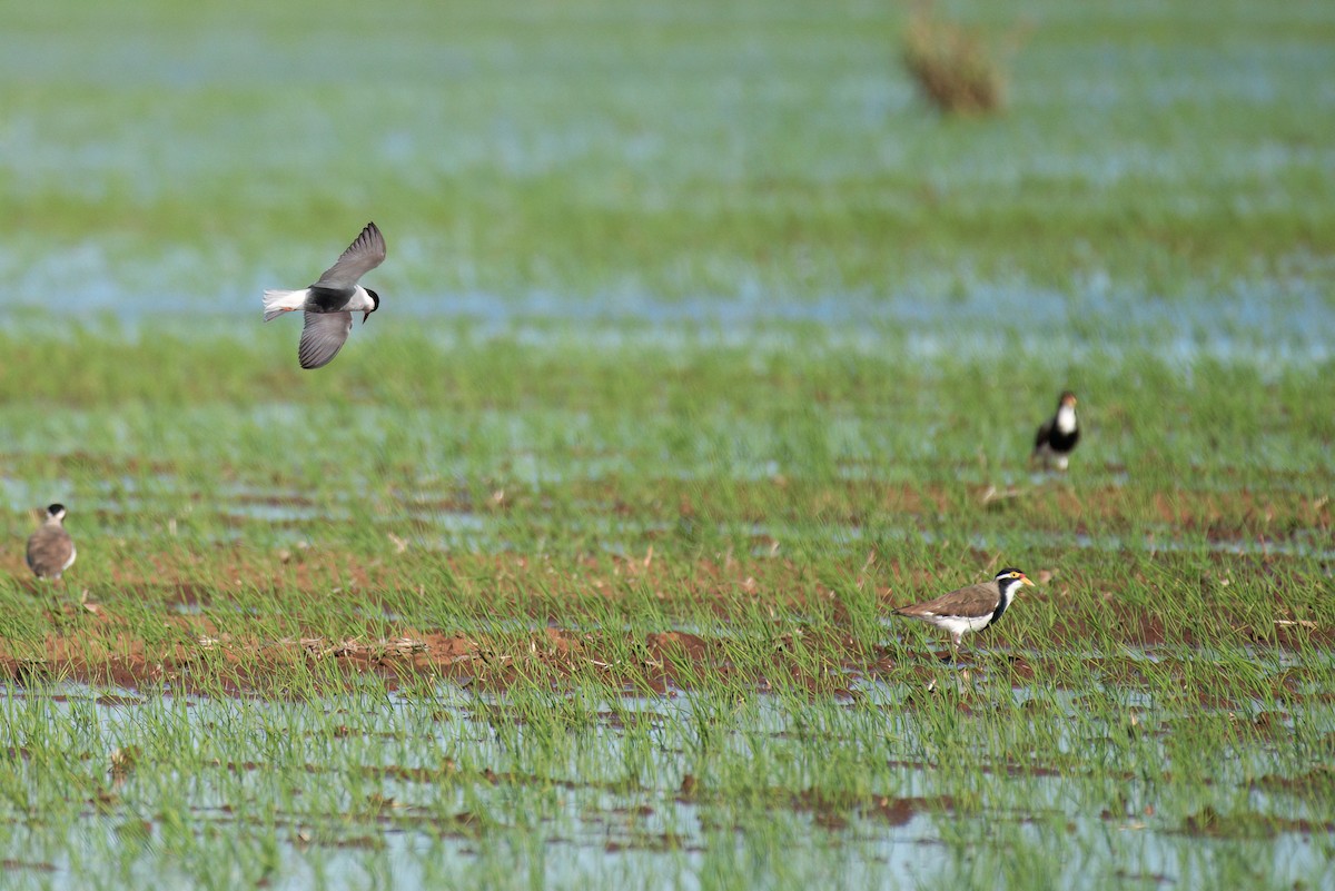 Banded Lapwing - ML634775282
