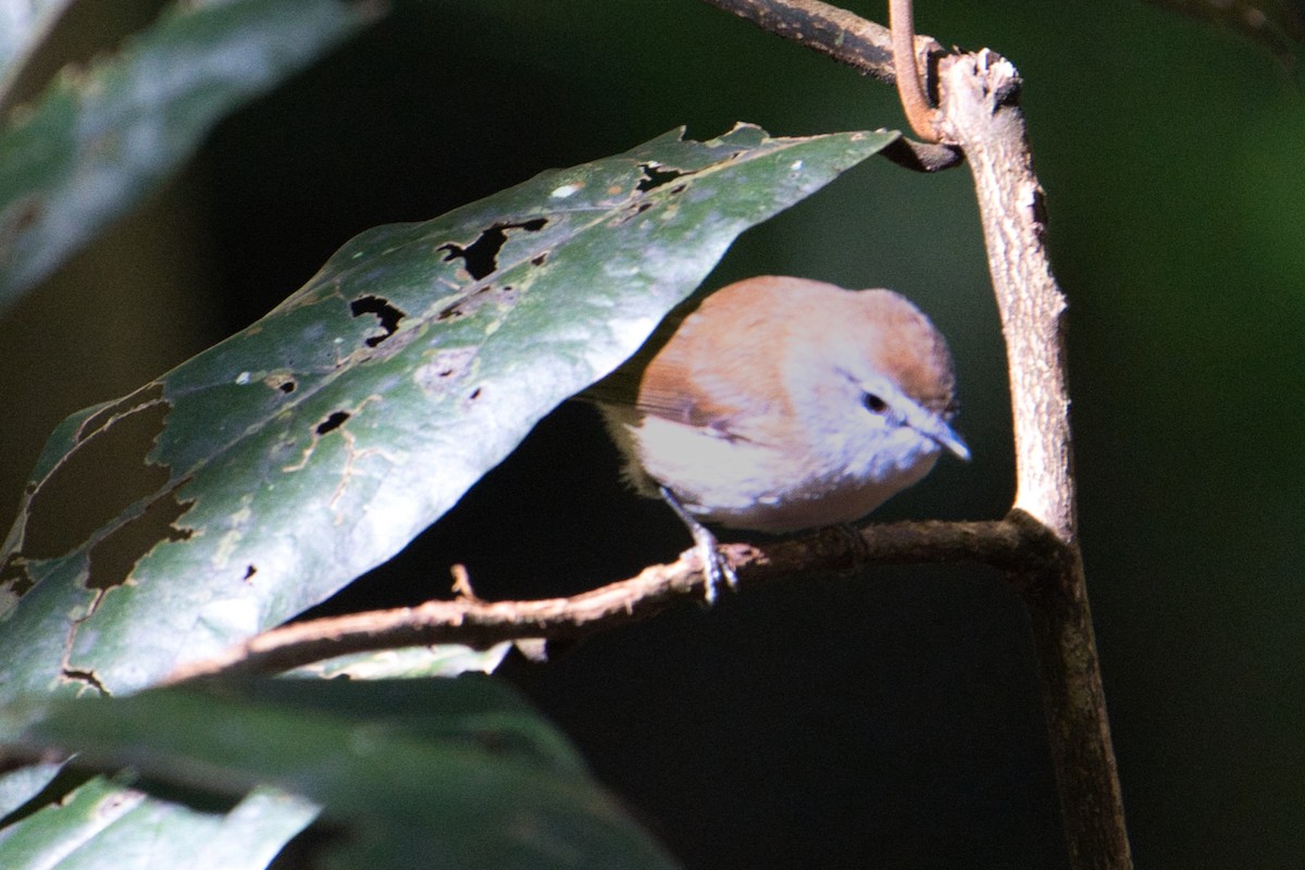 Brown Gerygone - ML634775292