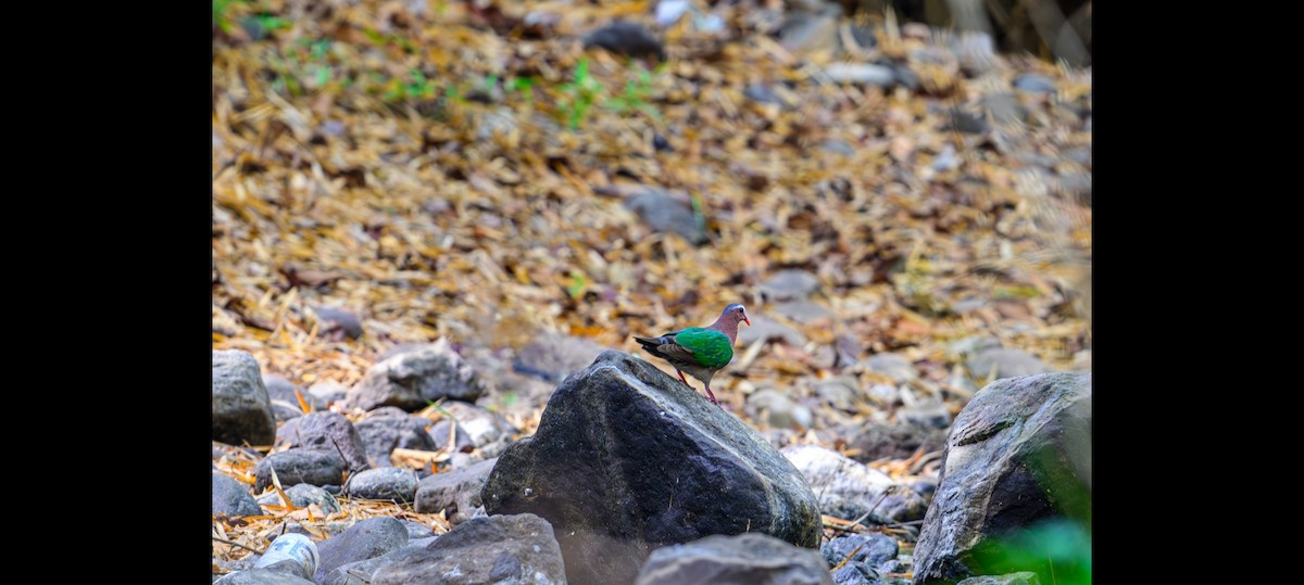 Asian Emerald Dove - ML634775303