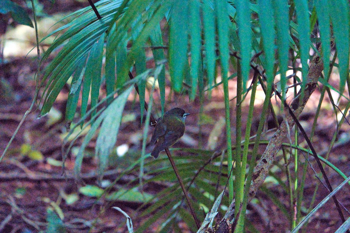 Pale-yellow Robin - ML634775399