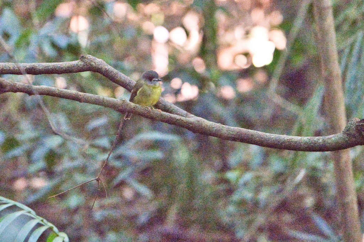 Pale-yellow Robin - ML634775400
