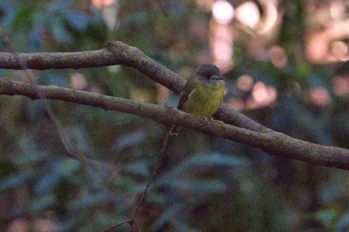 Pale-yellow Robin - ML634775401
