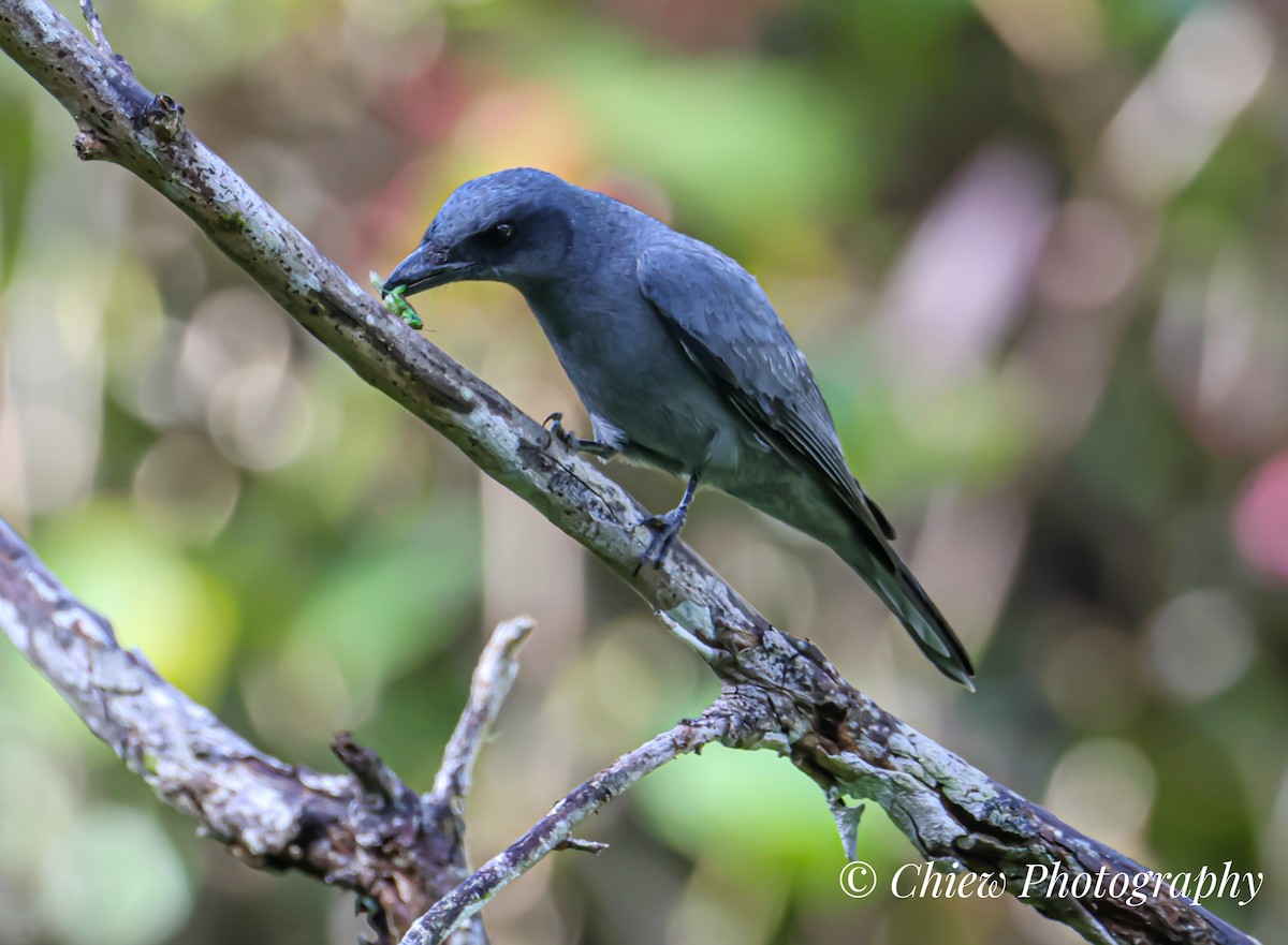 Sunda Cuckooshrike - ML634775489