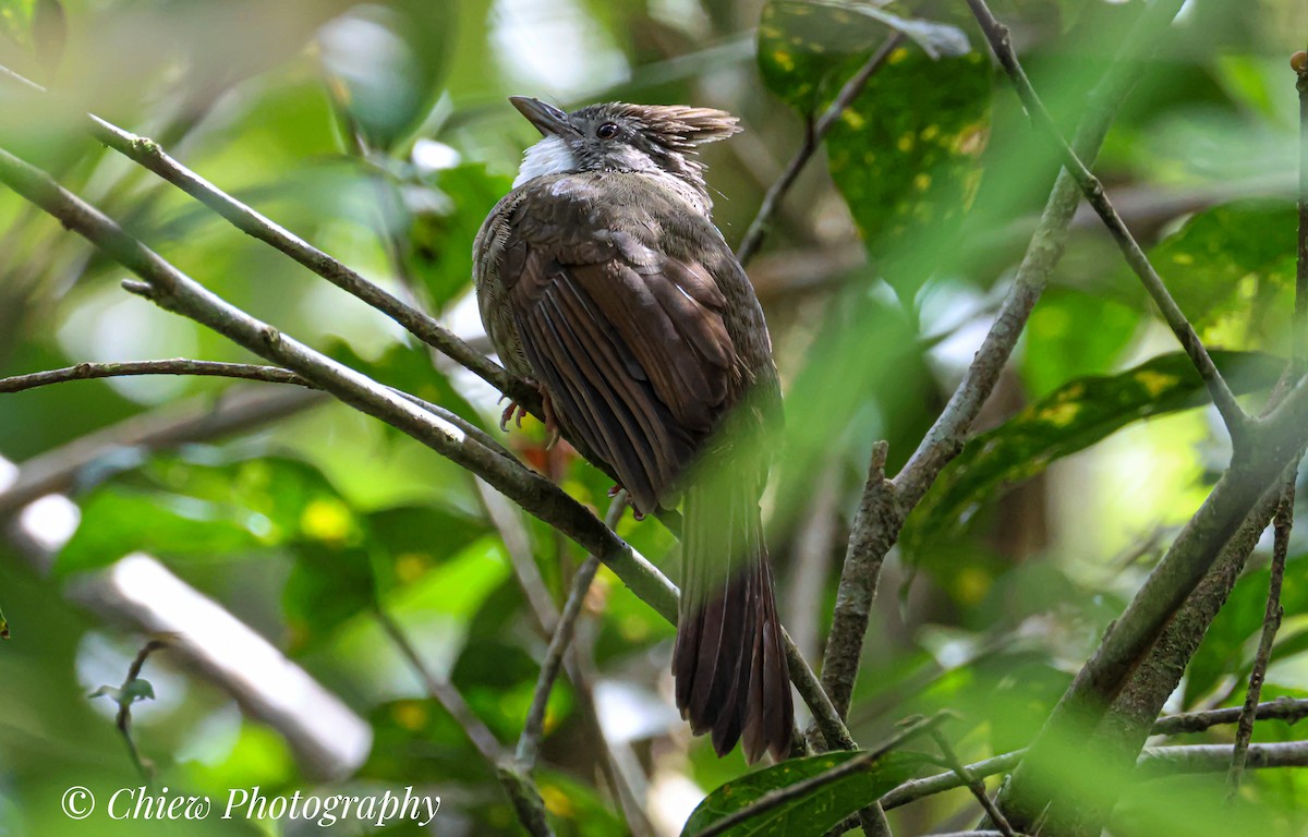 Penan Bulbul - ML634775493