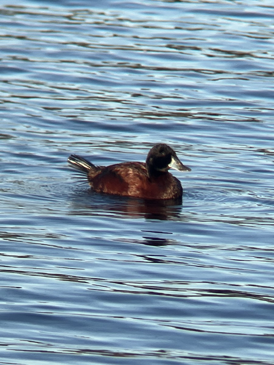 Blue-billed Duck - ML634775620