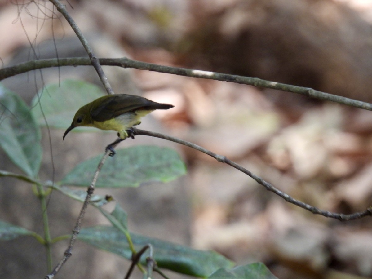 Crimson-backed Sunbird - ML634775760