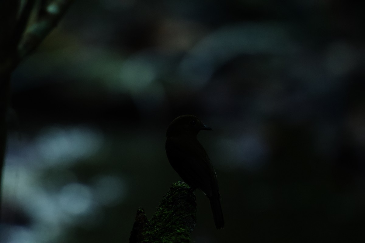 Northern Schiffornis - ML634775847