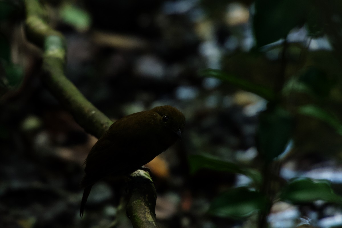Northern Schiffornis - ML634775848