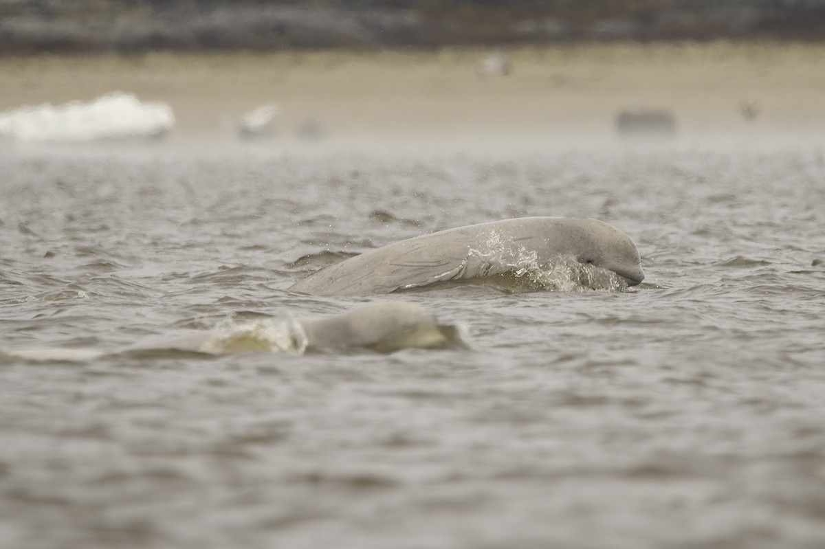 Beluga - ML634775977