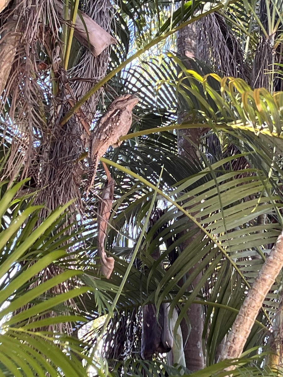 Podargo Papú - ML634776130