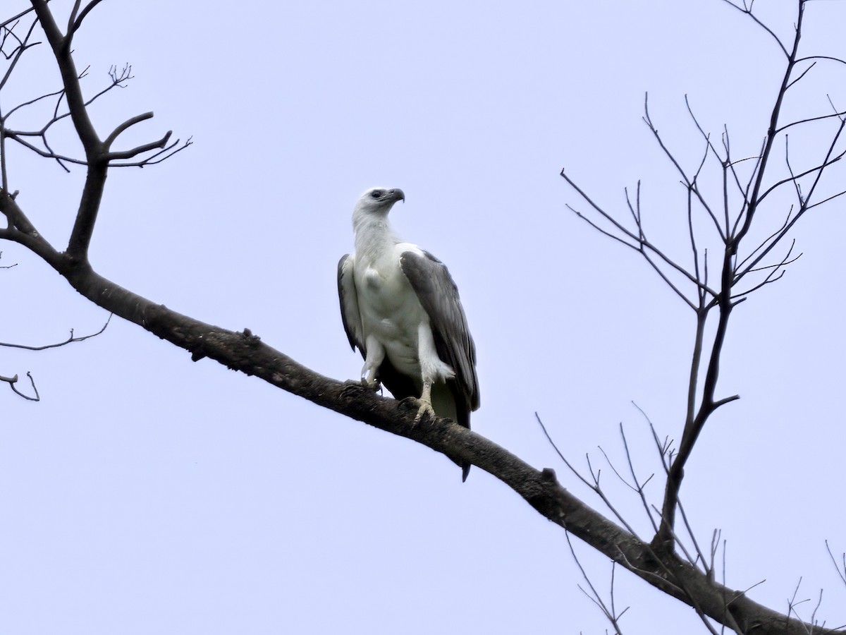 White-bellied Sea-Eagle - ML634776169