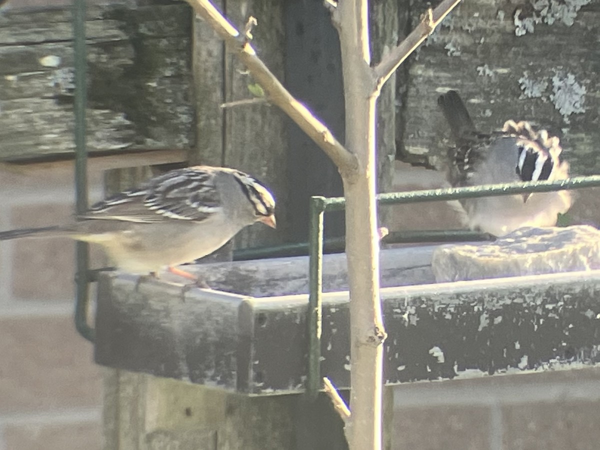 White-crowned Sparrow - ML634776226