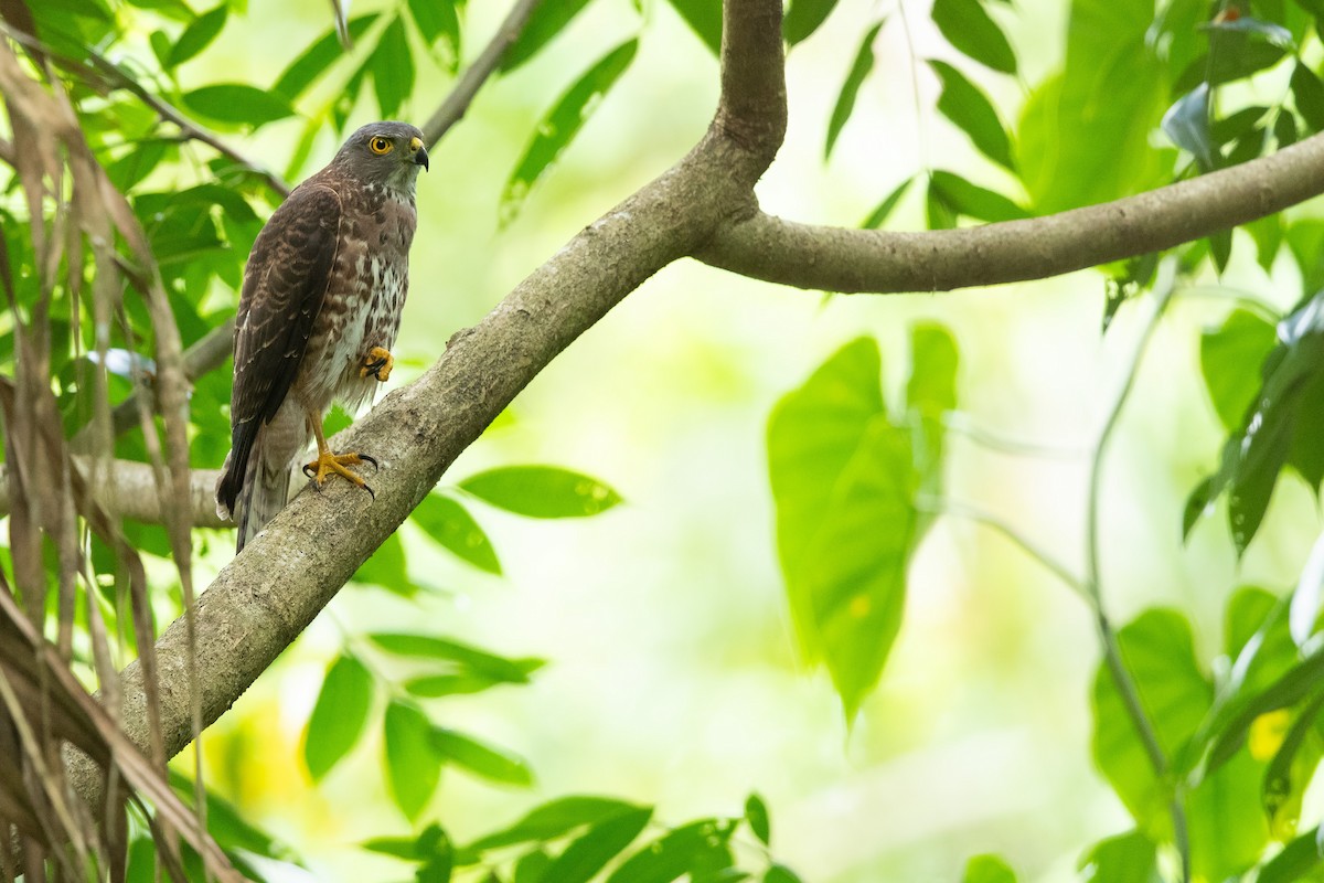 Fiji Goshawk - ML634776272