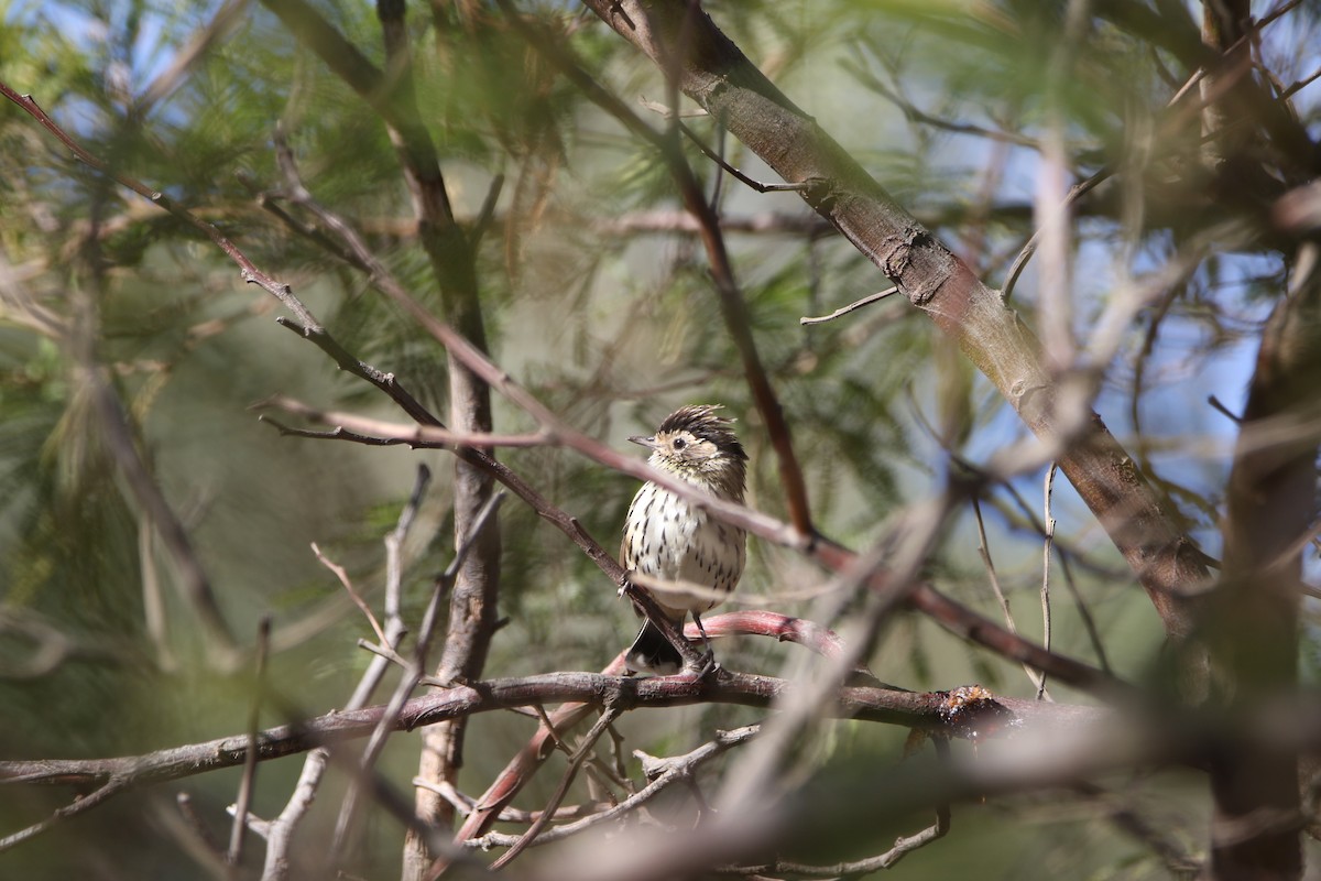 Speckled Warbler - ML634776276