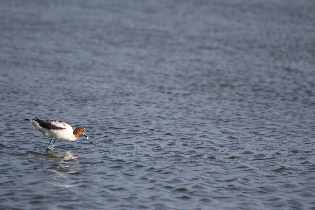 Red-necked Avocet - ML634776314