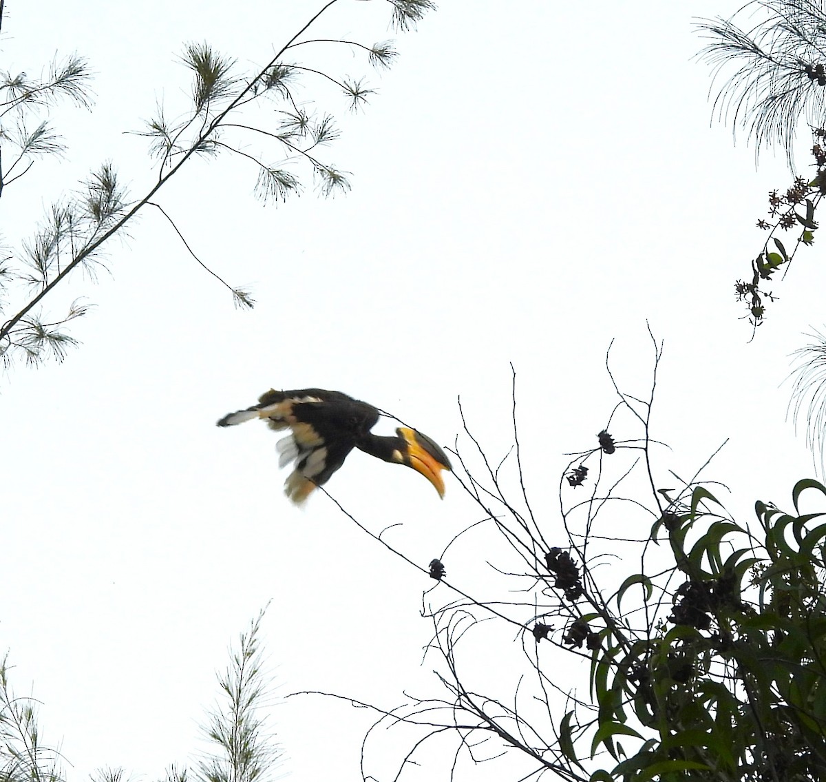 Malabar Pied-Hornbill - ML634776360