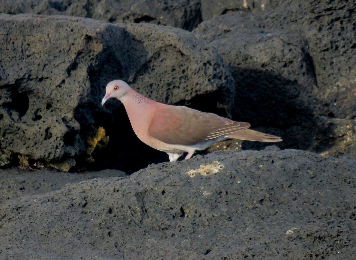 Malagasy Turtle-Dove - ML634776402