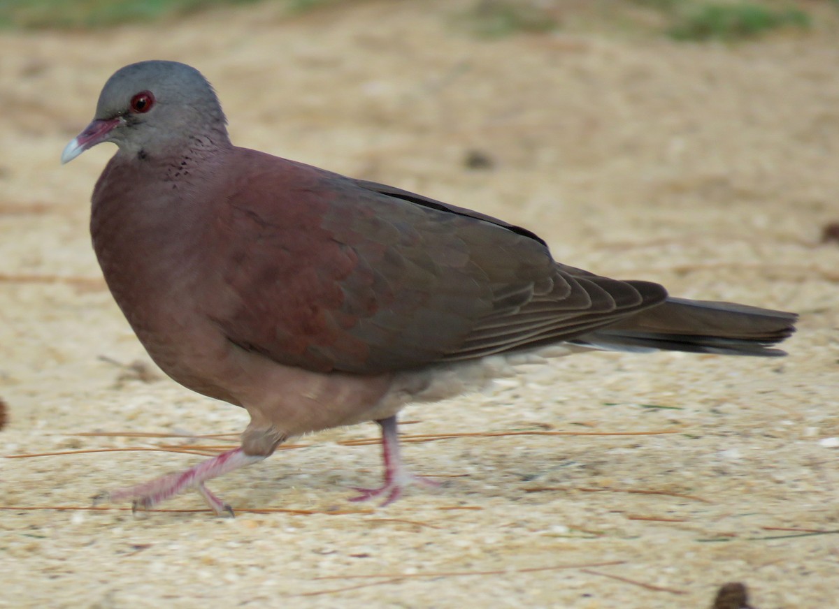 Malagasy Turtle-Dove - ML634776403
