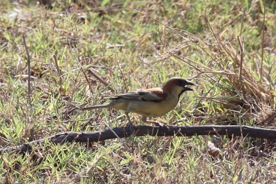 セアカスズメ - ML634776712