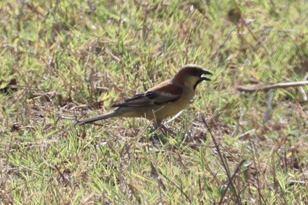 セアカスズメ - ML634776714