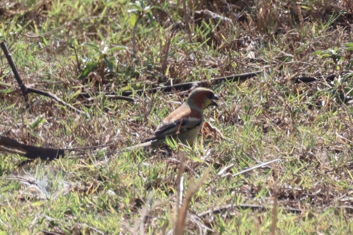セアカスズメ - ML634776715