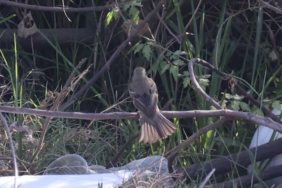 セアカスズメ - ML634776741