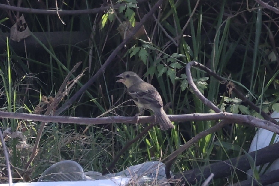 セアカスズメ - ML634776742