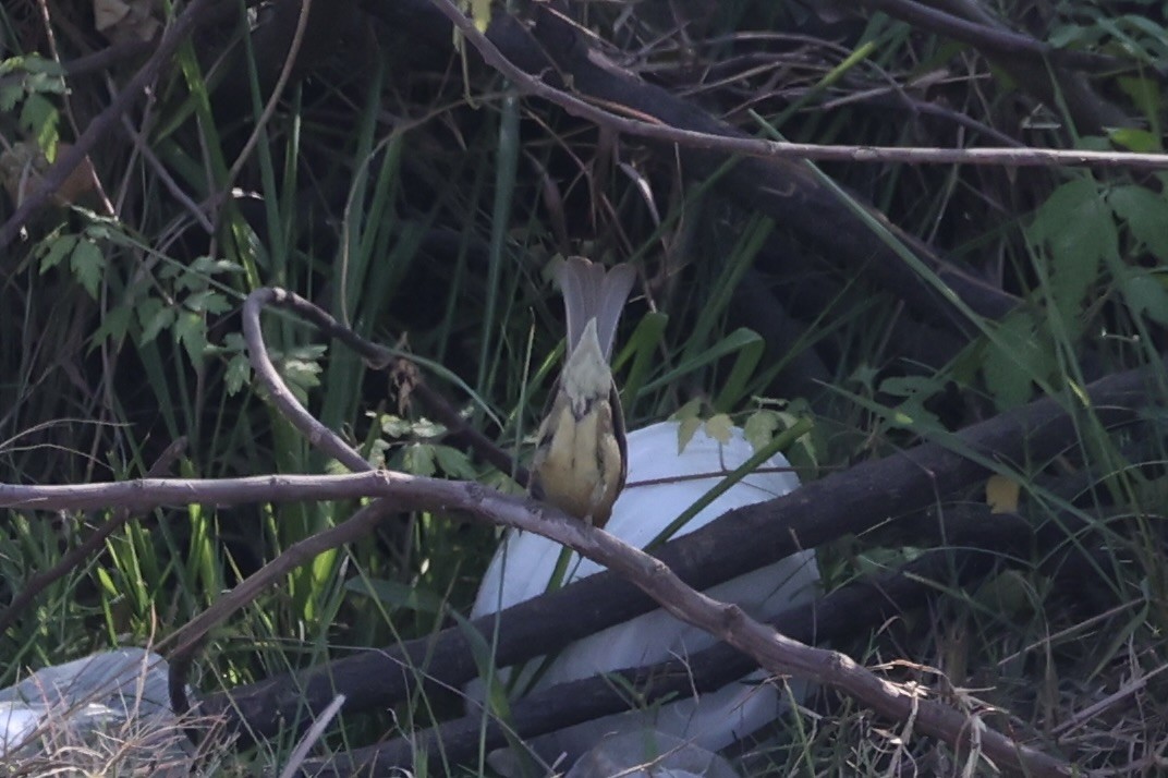 セアカスズメ - ML634776743