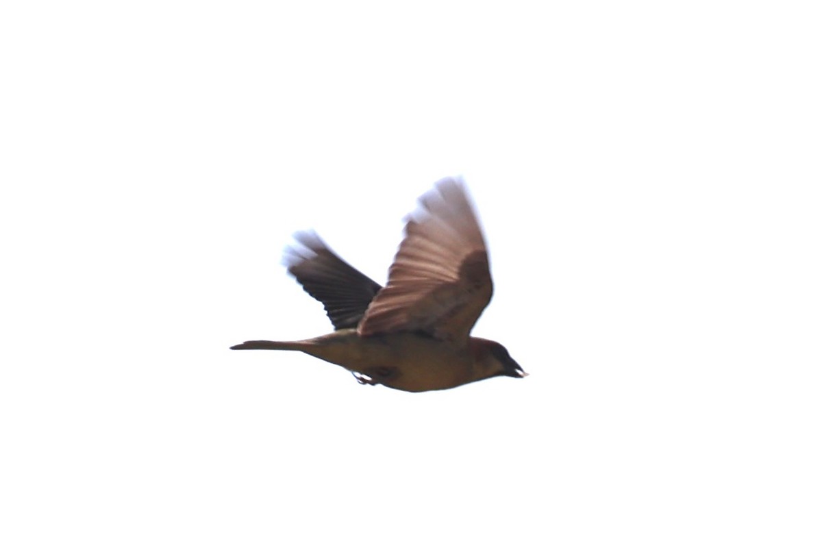 セアカスズメ - ML634776752
