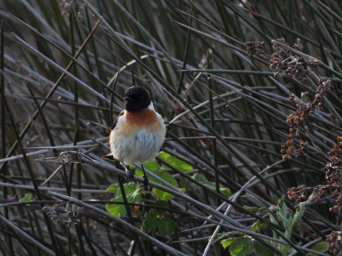 Siberian Stonechat - ML634776755