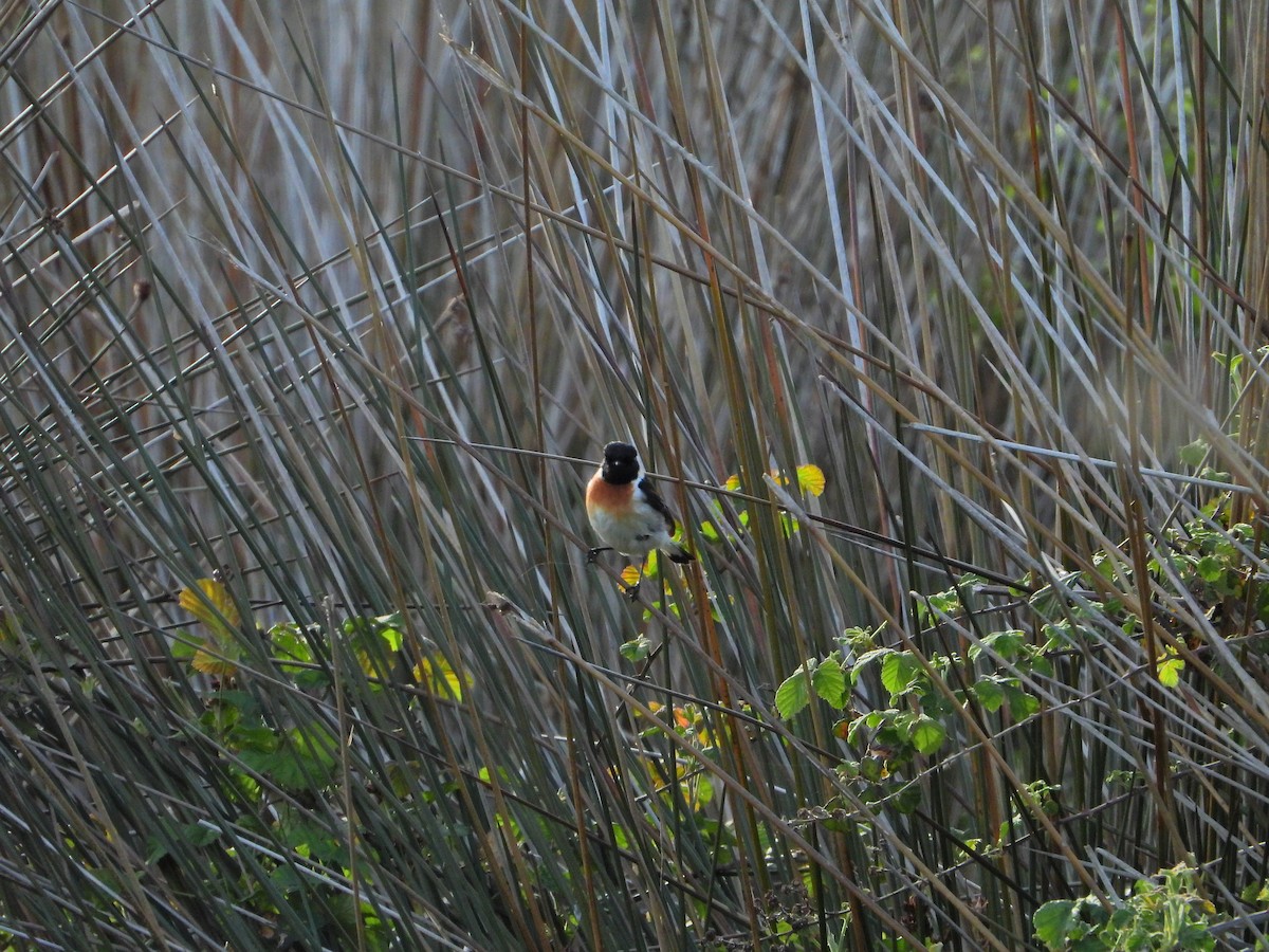 Siberian Stonechat - ML634776756