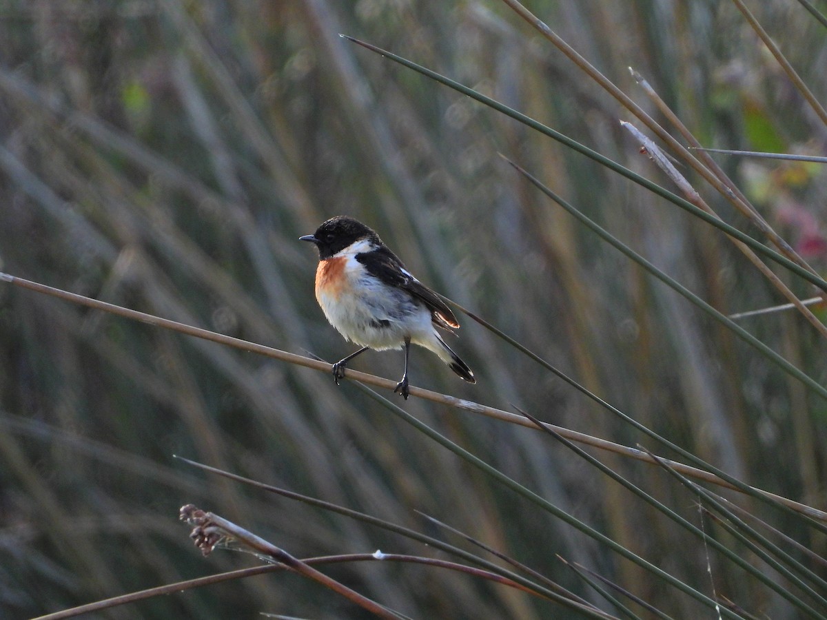 Siberian Stonechat - ML634776757