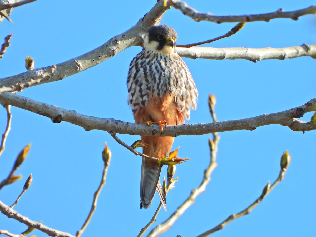 Eurasian Hobby - ML634776837
