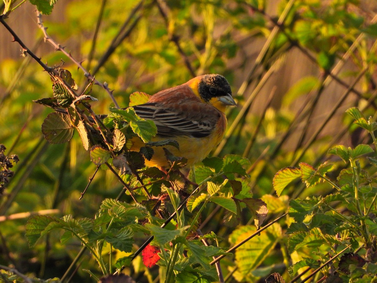 Black-headed Bunting - ML634776985