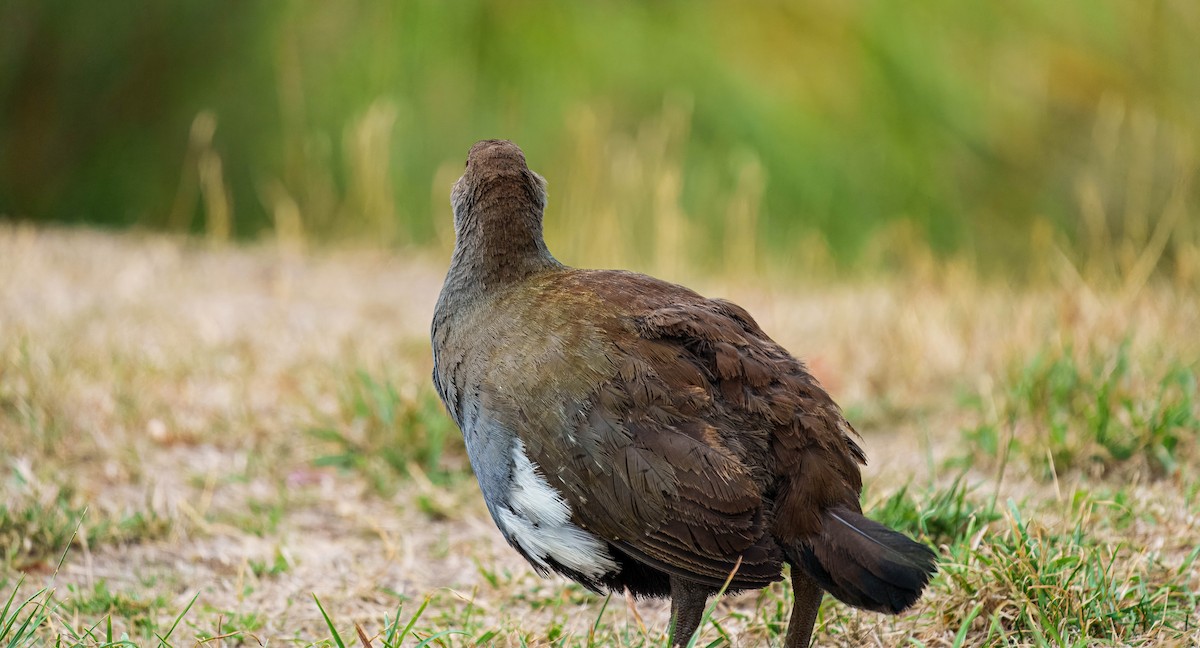 Tasmanian Nativehen - ML634777011