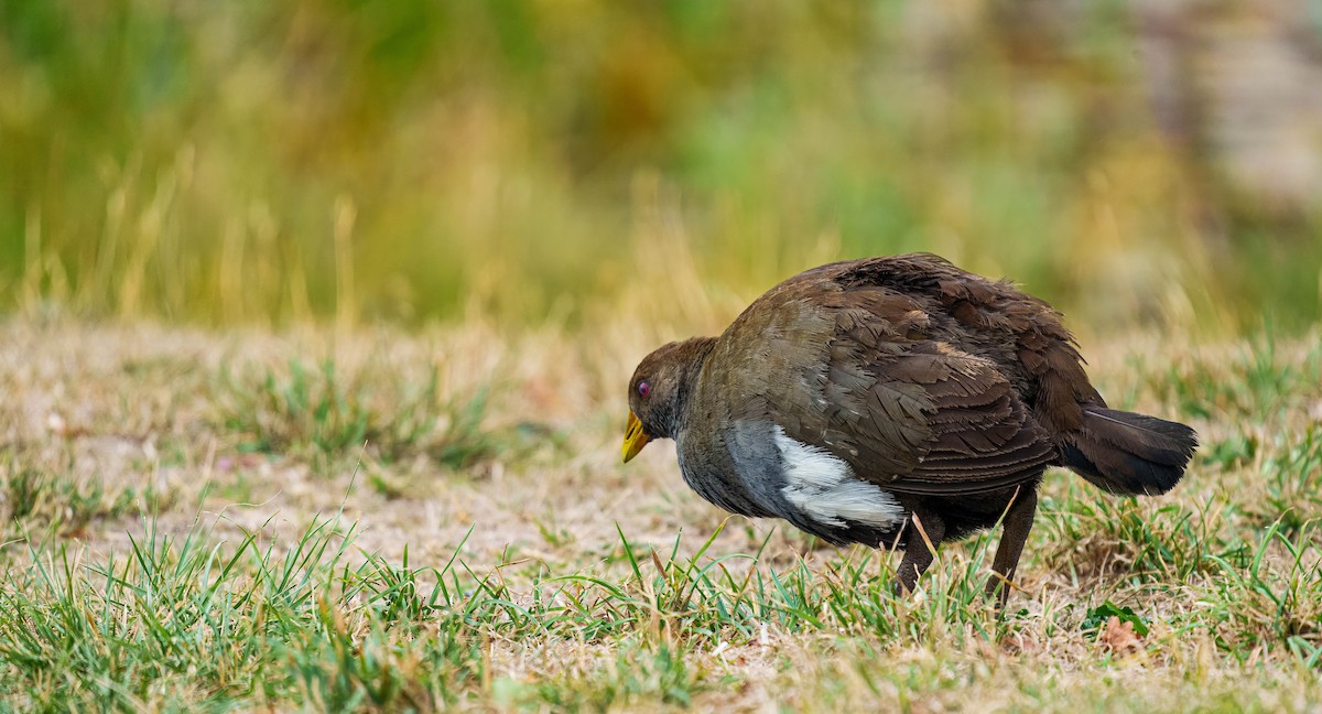 Tasmanian Nativehen - ML634777012