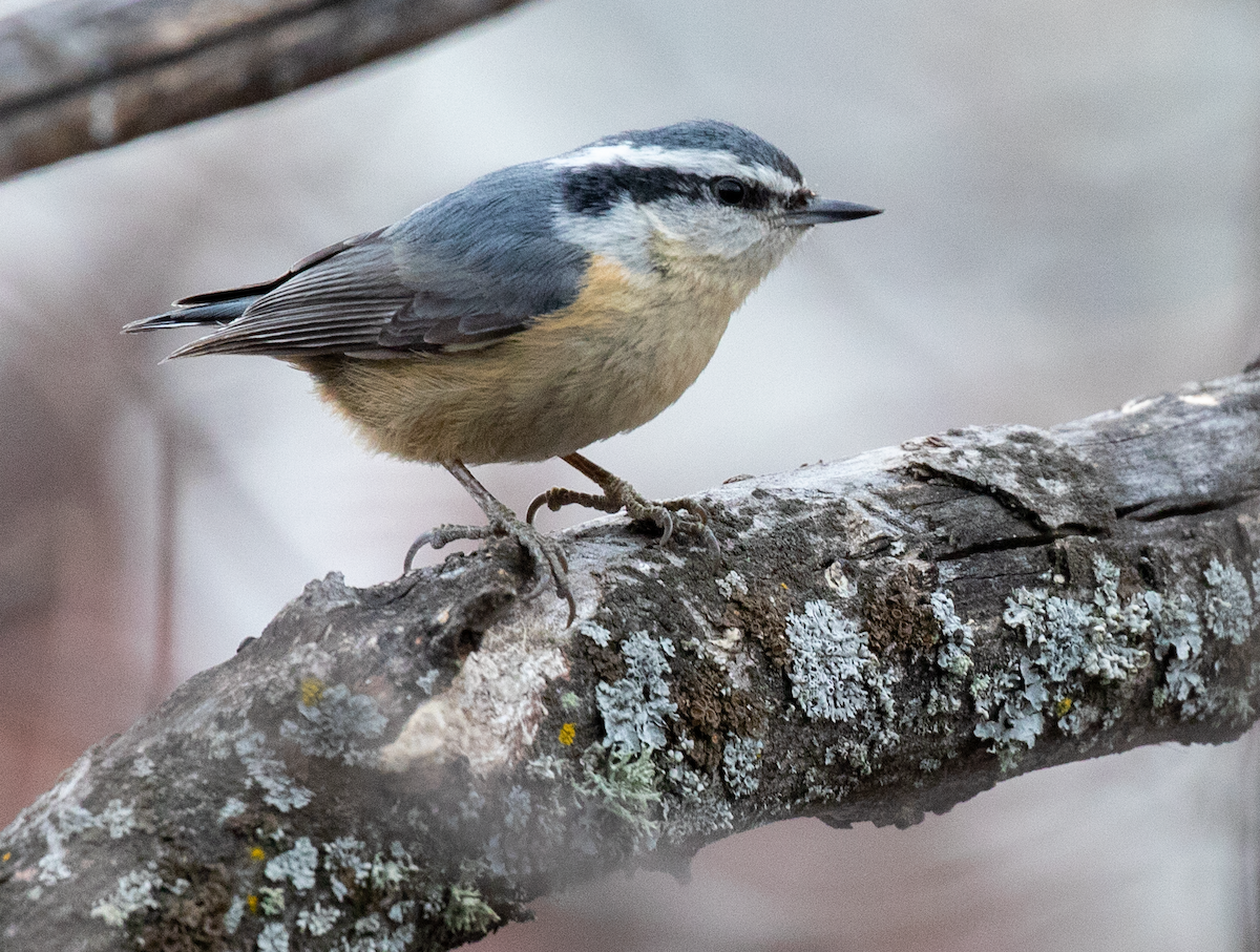 Red-breasted Nuthatch - ML634777065