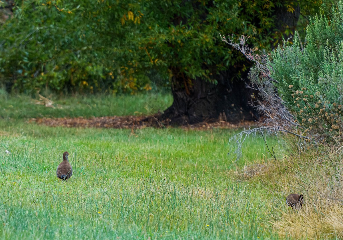 Tasmanian Nativehen - ML634777215