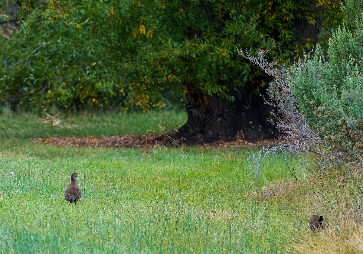Tasmanian Nativehen - ML634777216