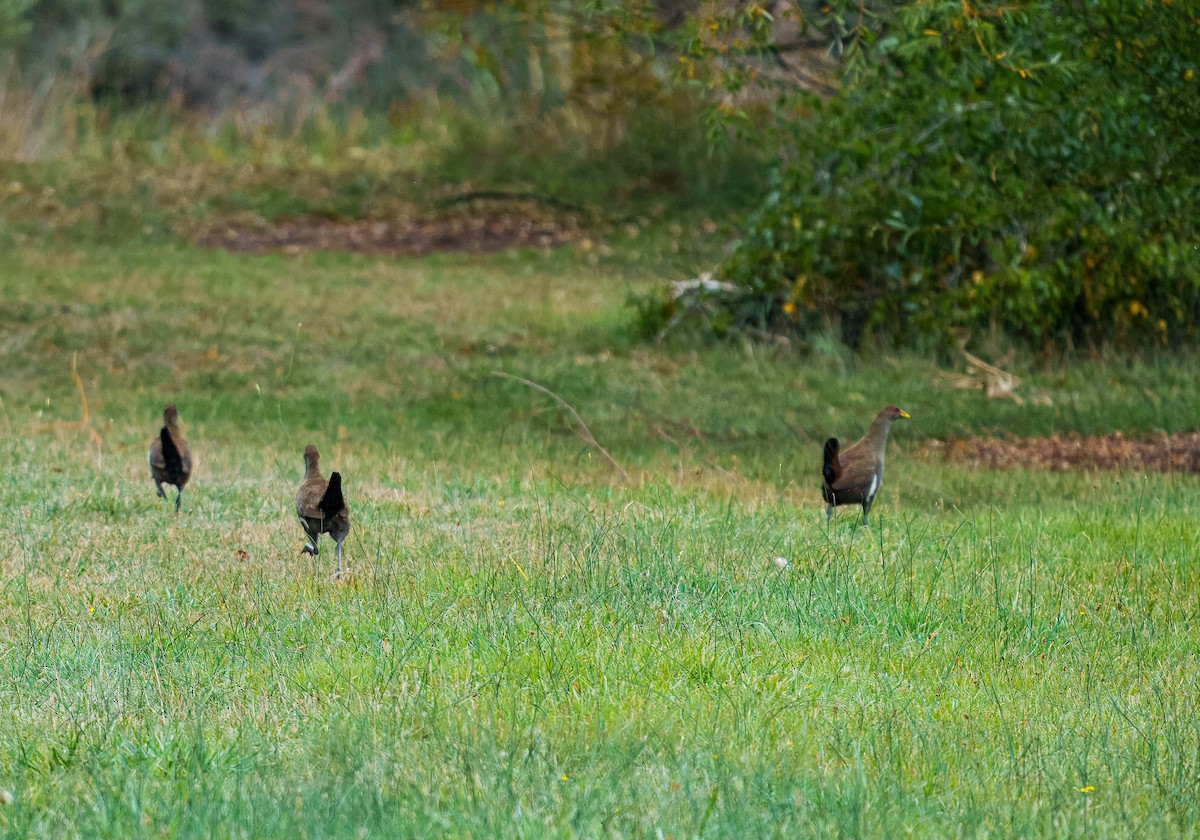 Tasmanian Nativehen - ML634777217
