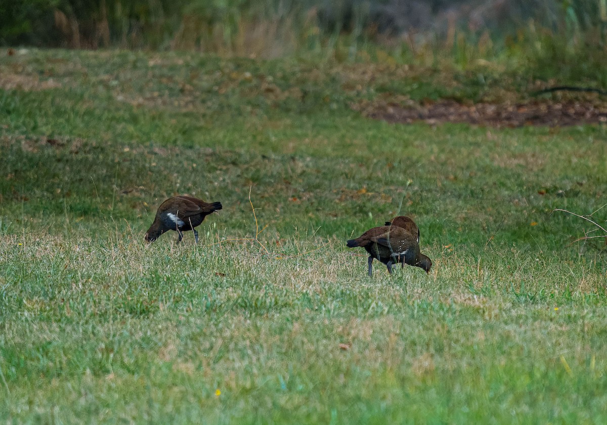Tasmanian Nativehen - ML634777218