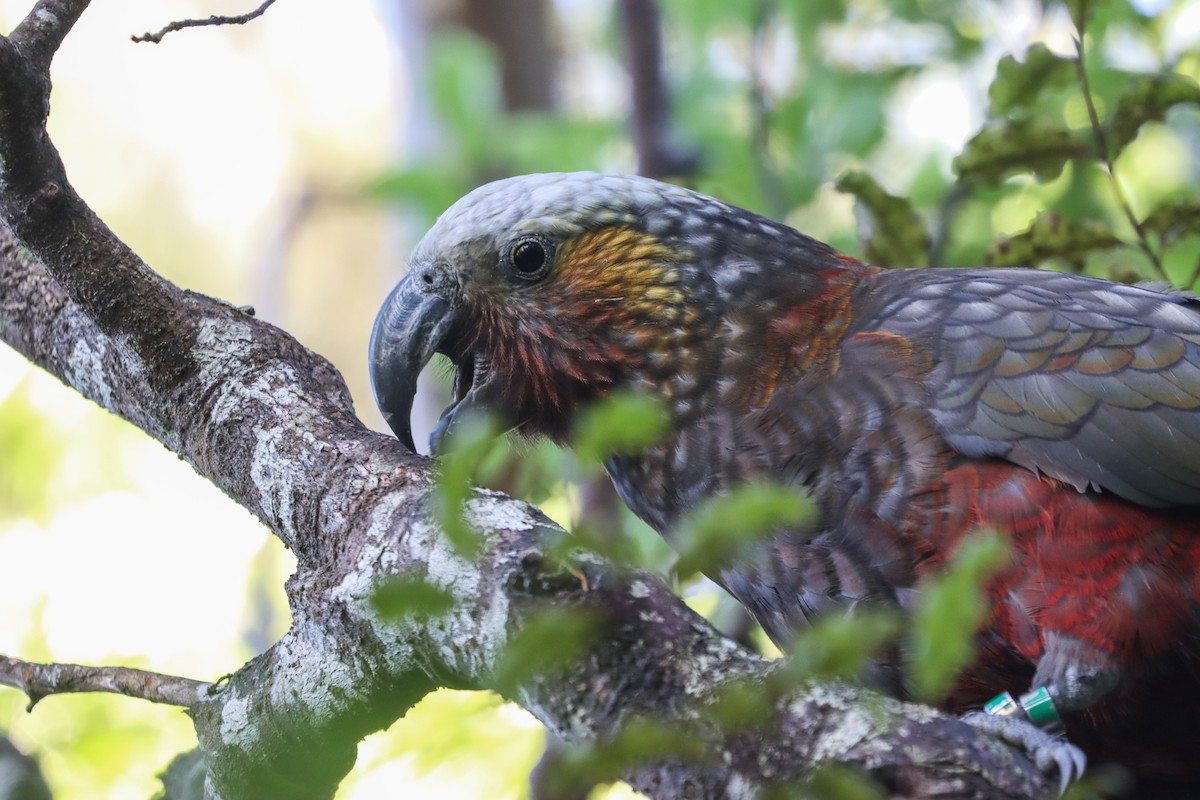 New Zealand Kaka - ML634777272