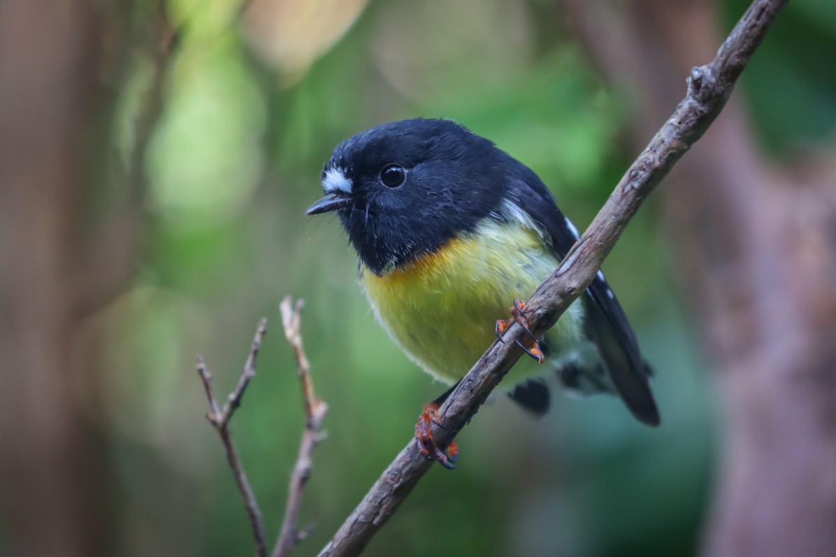 Tomtit - ML634777285