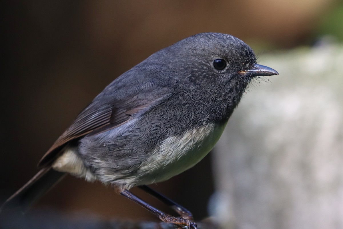 South Island Robin - ML634777291