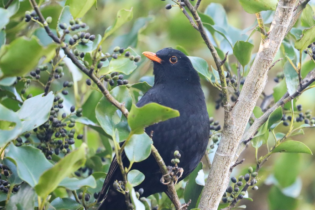 Eurasian Blackbird - ML634777296