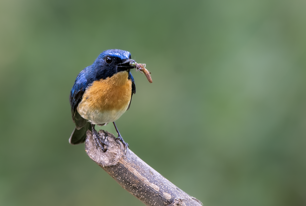 Tickell's Blue Flycatcher - ML634777303