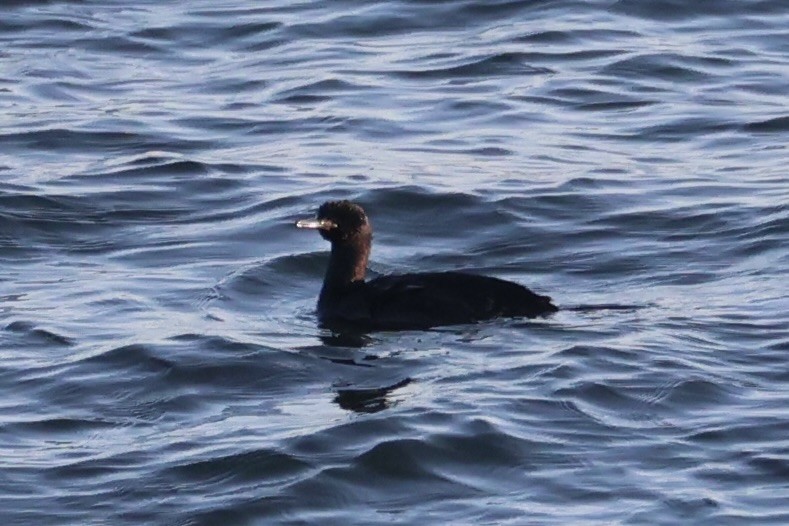 Pelagic Cormorant - ML634777397
