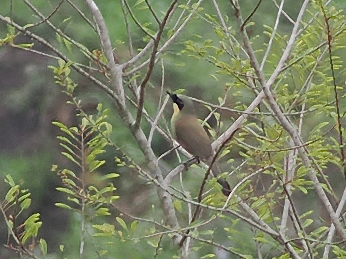 Yellow-throated Laughingthrush - ML634777477