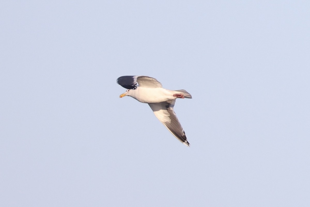 Slaty-backed Gull - ML634777497