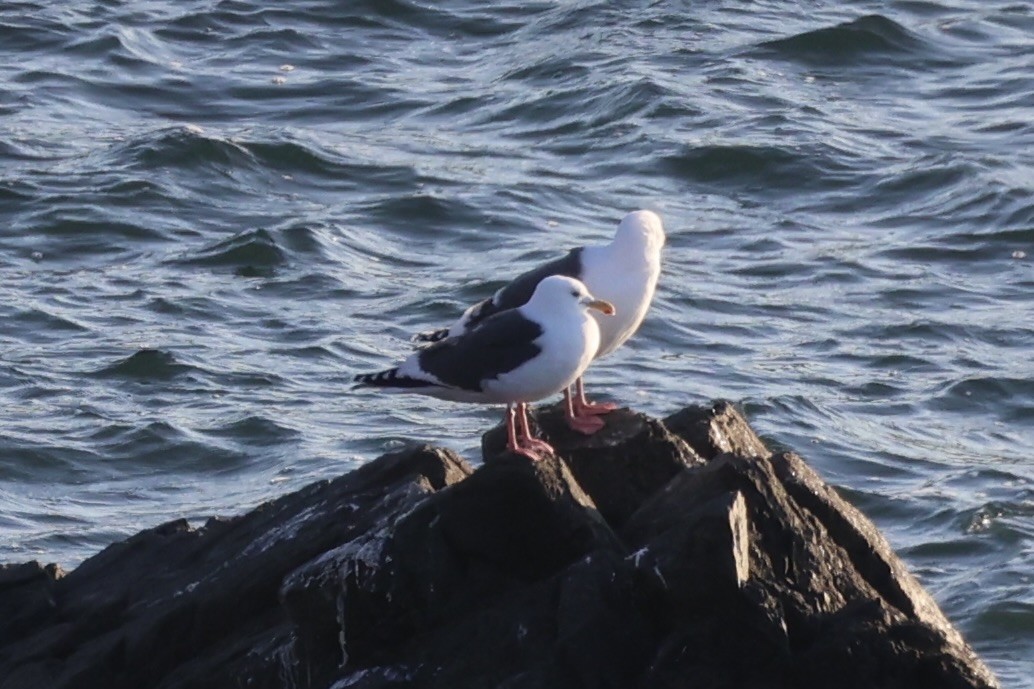 Slaty-backed Gull - ML634777498